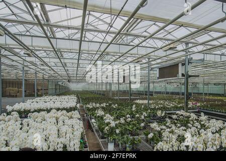 Große Orchideenblumenplantage, in der Orchideen im großen Maßstab angebaut werden. Glas oder Treibhaus für wachsende Orchideen. Stockfoto