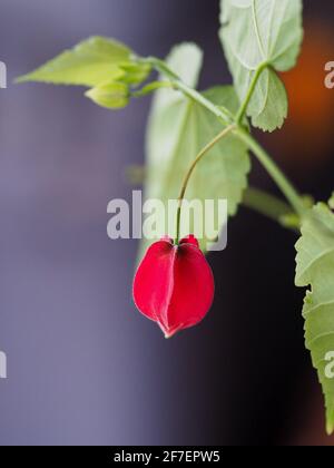 Blume, roter Kelch der brasilianischen Bellblumenpflanze blühen in einem australischen Garten Stockfoto