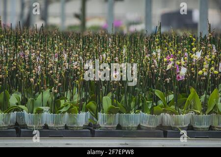 Große Orchideenblumenplantage, in der Orchideen im großen Maßstab angebaut werden. Glas oder Treibhaus für wachsende Orchideen. Stockfoto