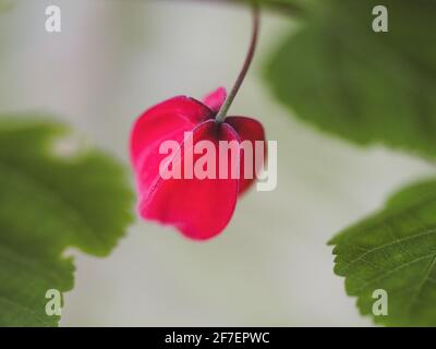 Blumenmakro, der rote Kelch der brasilianischen Bellblumenpflanze inmitten der grünen Blätter in einem australischen Küstengarten Stockfoto