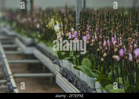 Große Orchideenblumenplantage, in der Orchideen im großen Maßstab angebaut werden. Glas oder Treibhaus für wachsende Orchideen. Stockfoto