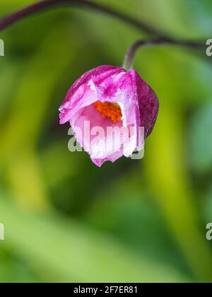 Ein brandneuer rosa-weißer japanischer Windblumenknospen, der gerade geöffnet wird, Anemone hupehensis Stockfoto