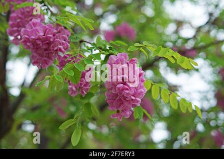 Lila Blüten mit grünen Blättern auf Baum Nahaufnahme (Robinia pseudoacacia) Stockfoto