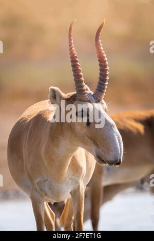 Wild male Saiga antelope or Saiga tatarica in steppe. Federal nature reserve Mekletinskii, Kalmykia, Russia. Stock Photo