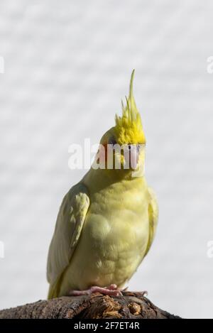 Nymphicus Vogel hollandicus Haustier Wellensittich Papagei Männchen Nymphicus hollandicus. Stockfoto