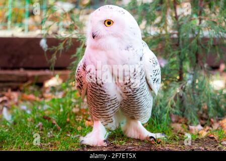 Die schneebedeckte Eule oder Bubo scandiacus ist ein großer, weißer Vogel der wahren Eulenfamilie. Es wird manchmal auch häufiger als das polare Weiß bezeichnet Stockfoto