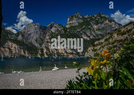 Weiße Schwäne chillen am Strand des Gardasees mit verschiedenen Segelbooten im Hintergrund an einem klaren Tag mit blauem Himmel. Stockfoto