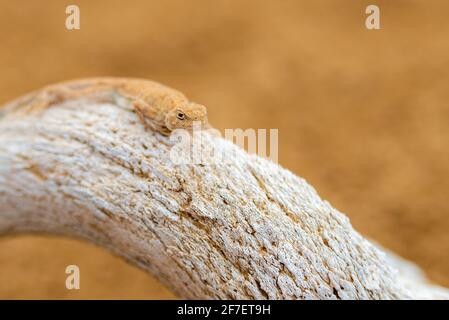 Getupfte krötenköpfige Agama auf einem Schädel oder Knochen. Stockfoto