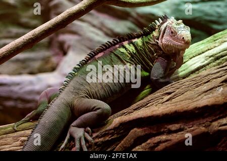 Kubanischer Felseniguana (Cyclura nubila) Kletterbaum in der Natur Stockfoto