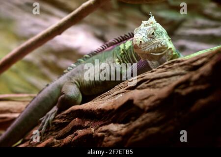 Kubanischer Felseniguana (Cyclura nubila) Kletterbaum in der Natur, Terrarium im Zoo Stockfoto