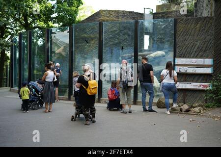 Prag, Tschechische Republik - 27 2020. Mai: Besucher beobachten Eisbären hinter Glas im Prager Zoo Stockfoto