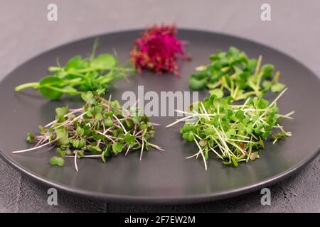 Sprossen auf einer grauen Platte auf einem grauen Hintergrund. Mikrogemüse, Radieschen, Senf, Rucola, Erbsen, Amaranth, Antioxidans, Detox, Diät, Salat zu ergänzen Stockfoto