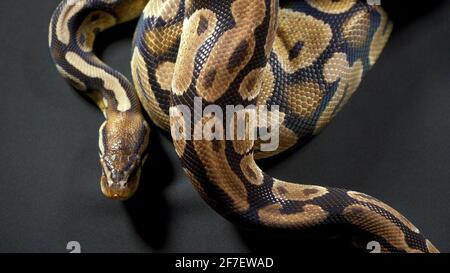 Foto von Royal Ball Python auf schwarzem Tisch Stockfoto