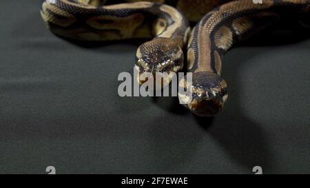 Foto von Ball Royal Python auf dunkler Textur Stockfoto