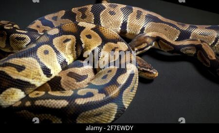 Aufnahmen von Ball Royal Python auf dunklem Material Stockfoto