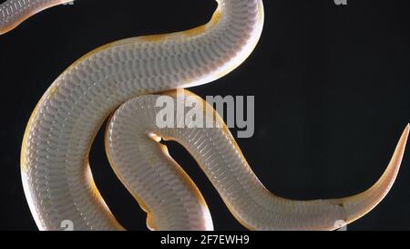 Aufnahmen von einem kleinen königlichen Phyton mit Albinokugeln Stockfoto