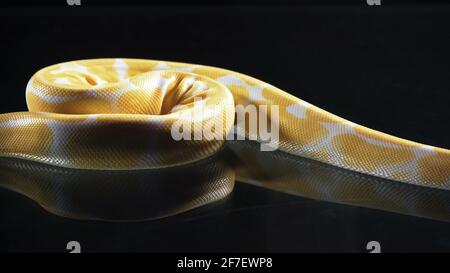 Aufnahmen von Albino-Kugelphyton auf schwarzem Glas Stockfoto