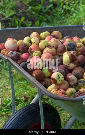 Haufen von verfaulten Äpfeln in einem Gartenwagen aus der Nähe Vertikale Ausrichtung Stockfoto