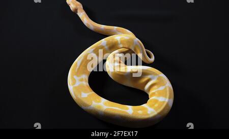 Foto von einem kleinen königlichen Phyton mit Albinokugel auf schwarzer Textur Stockfoto