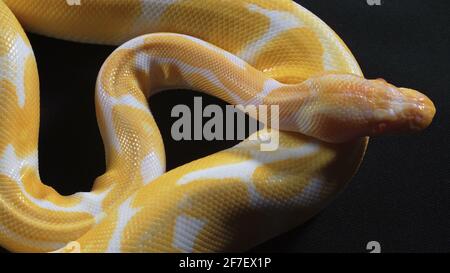 Foto von einem kleinen königlichen Phyton mit Albinokugel auf dunkler Textur Stockfoto