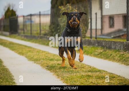 Großer schwarz-brauner Rottweiler-Hund, der auf einer Schotterpiste oder einer unbefestigten Straße neben einem Zaun zur Kamera läuft. Der Mund eines Hundes ist voller Speichel. Stockfoto