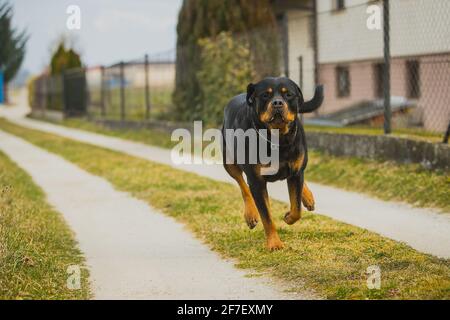 Großer schwarz-brauner Rottweiler-Hund, der auf einer Schotterpiste oder einer unbefestigten Straße neben einem Zaun zur Kamera läuft. Der Mund eines Hundes ist voller Speichel. Stockfoto