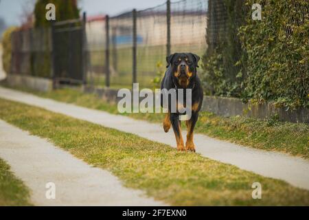 Großer schwarz-brauner Rottweiler-Hund, der auf einer Schotterpiste oder einer unbefestigten Straße neben einem Zaun zur Kamera läuft. Der Mund eines Hundes ist voller Speichel. Stockfoto