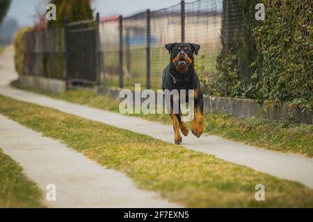 Großer schwarz-brauner Rottweiler-Hund, der auf einer Schotterpiste oder einer unbefestigten Straße neben einem Zaun zur Kamera läuft. Der Mund eines Hundes ist voller Speichel. Stockfoto