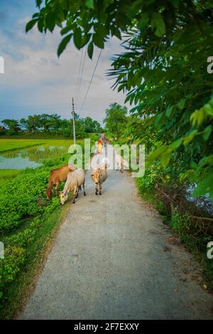 Einige weibliche Hirten, die eine Herde Rinder neben der Straße hüten. Khulna, Bangladesch. Stockfoto