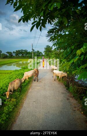 Einige weibliche Hirten, die eine Herde Rinder neben der Straße hüten. Khulna, Bangladesch. Stockfoto