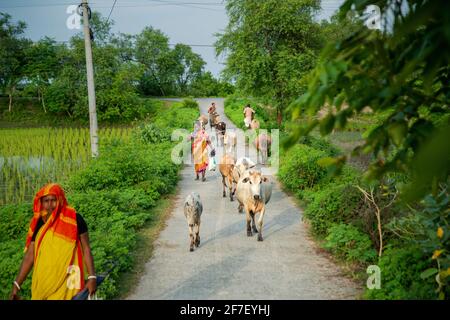 Einige weibliche Hirten, die eine Herde Rinder neben der Straße hüten. Khulna, Bangladesch. Stockfoto