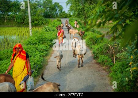 Einige weibliche Hirten, die eine Herde Rinder neben der Straße hüten. Khulna, Bangladesch. Stockfoto