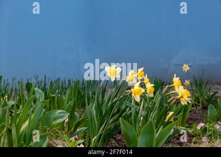 Schöne zarte, einzelne gelbe Blütenblatt Narzissenblume. Nahaufnahme von gelb blühenden Narzissen vor verschwommenem Hintergrund Stockfoto