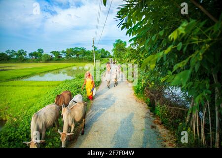 Einige weibliche Hirten, die eine Herde Rinder neben der Straße hüten. Khulna, Bangladesch. Stockfoto