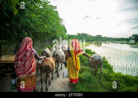 Einige weibliche Hirten, die eine Herde Rinder neben der Straße hüten. Khulna, Bangladesch. Stockfoto