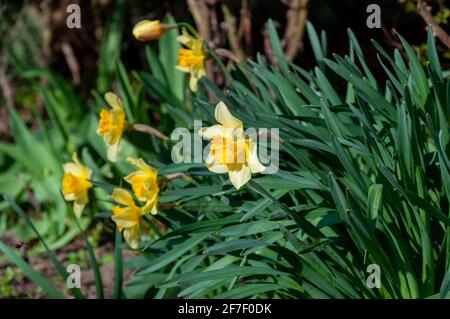 Schöne zarte, einzelne gelbe Blütenblatt Narzissenblume. Nahaufnahme von gelb blühenden Narzissen vor verschwommenem Hintergrund Stockfoto