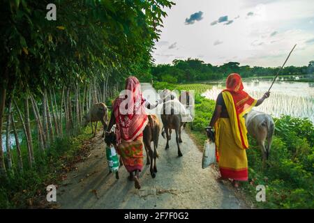 Einige weibliche Hirten, die eine Herde Rinder neben der Straße hüten. Khulna, Bangladesch. Stockfoto