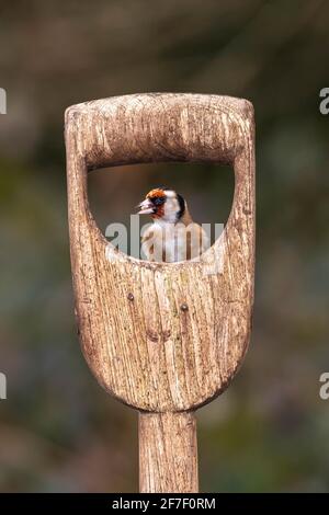 Männlicher Goldfink (Carduelis carduelis) auf einer Gartengabel, Dorset, Großbritannien Stockfoto