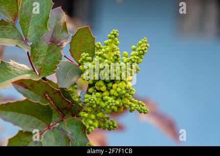 Mahonia Blume. Leuchtend gelbe Blüten eines Mahonia japonica Busches. Cluster von gelben Blüten auf immergrünen Strauch. Stockfoto