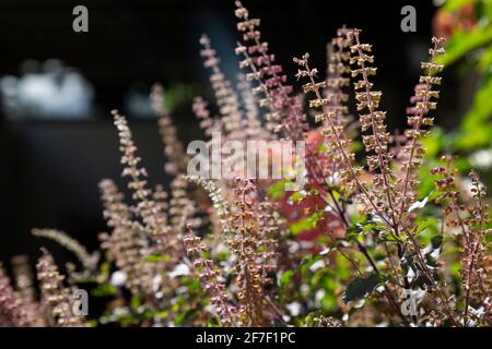 Tulsi, heilige Basilikum (Ocimum tenuiflorum) Blumen im Garten. Stockfoto