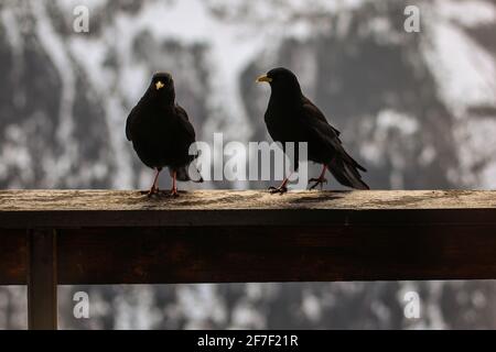 Zwei schwarze Krähen auf einer Wand oder einem Zaun auf einem Balkon über einem weißen schneebedeckten Hintergrund. Stockfoto