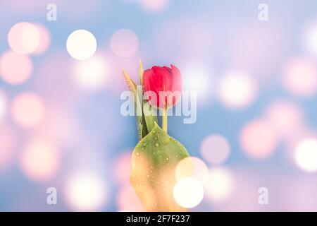 Rote Tulpe über blauem Bokeh-hellem Hintergrund Stockfoto