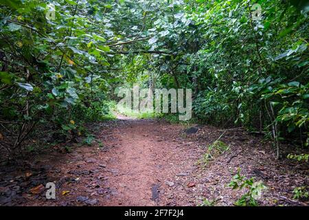 Schotterweg im Wald an regnerischen Tagen Stockfoto