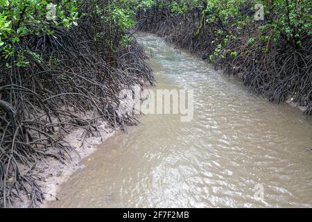 Bach, der durch die Rhizophora-Mangrovenwurzeln im Northern Territory von Australien fließt Stockfoto