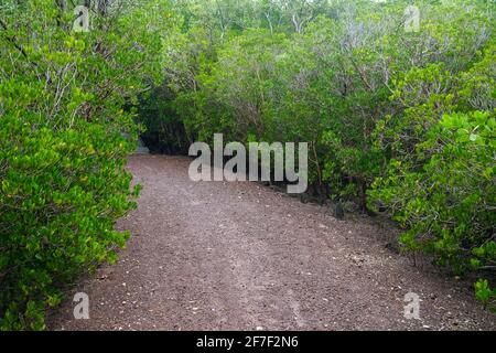 Pfad im Mangrovenwald am Rand von Darwin im Northern Territory von Australien. Stockfoto