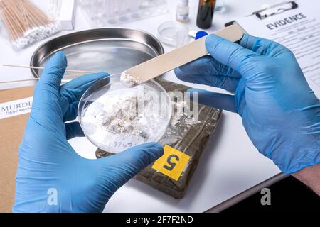 Spezialisierte Polizei überprüfen Drogen auf Petrischale im Kriminallabor, konzeptuelles Bild Stockfoto