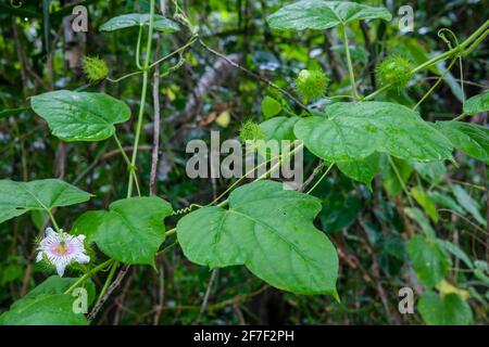 Passiflora foetida im Wald im Northern Territory von Australien, auch bekannt als Strauchpassionsfrucht oder wilde Passionsfrucht. Stockfoto