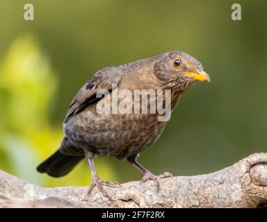 Blackbird, Turdus merula, thront auf einem Ast im Sonnenschein in einem britischen Garten, April 2021 Stockfoto