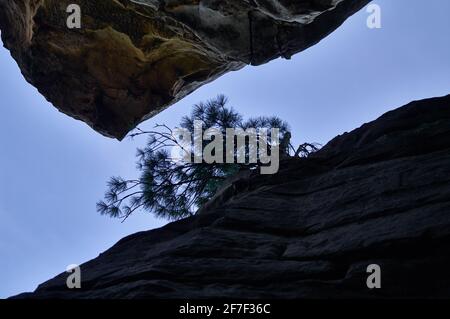 Blick auf den Himmel und die Kiefern aus dem Inneren des Canyons. Touristisches, Kletterfelsen- und Reisekonzept Stockfoto