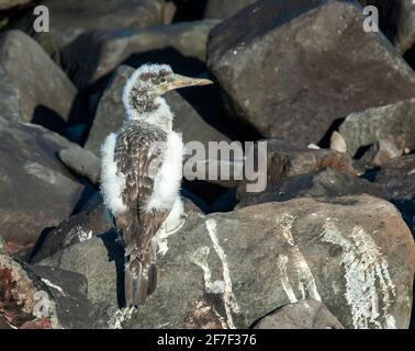 Nazca booby (Sula granti) Jungtier auf den Felsen Stockfoto